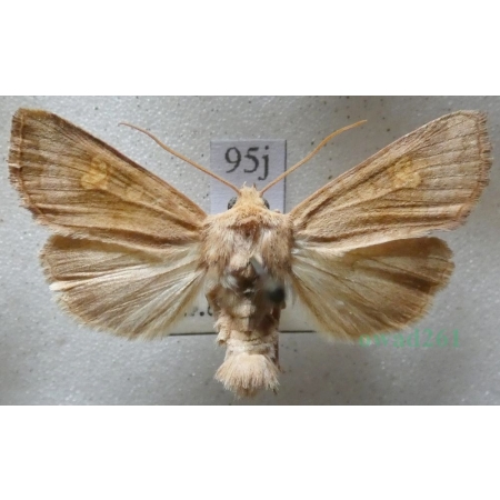 Amphipoea fucosa (Freyer, 1830) Czech95j